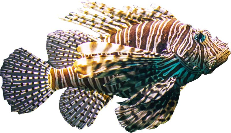 lionfish-habitat-diet-interesting-facts-science4fun