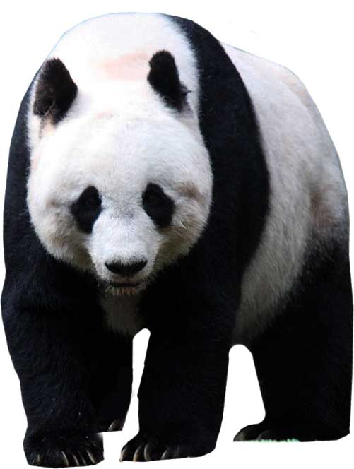 giant-panda-lifestyle-habitat-diet-facts-science4fun