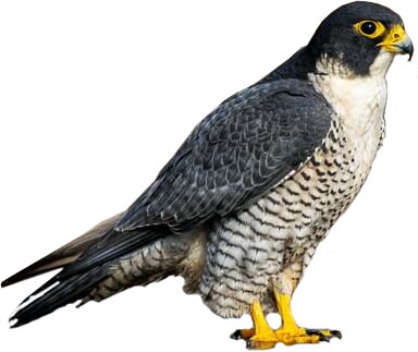 Pregrine-Falcon-on-the-ground