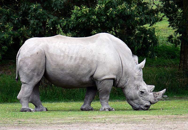 Rhinoceros | Lifestyle & Behavior + Habitat + Facts | - Science4Fun