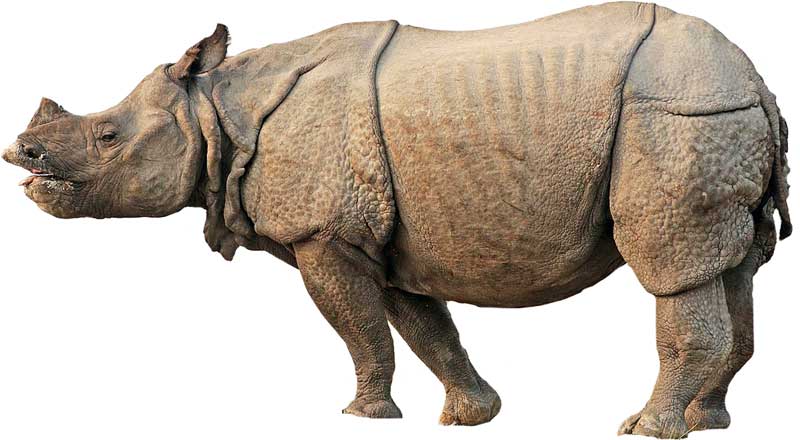 Rhinoceros | Lifestyle & Behavior + Habitat + Facts | - Science4Fun