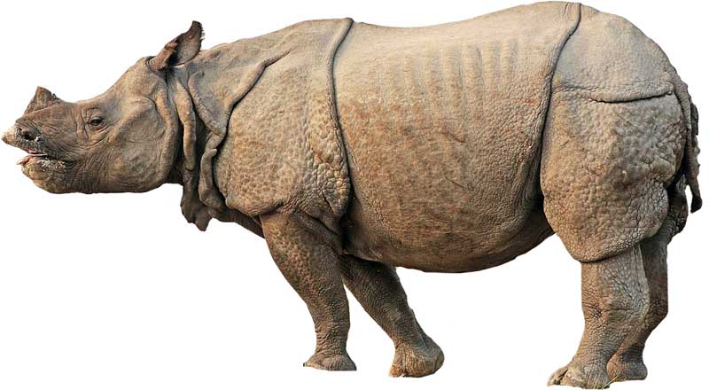 white rhinoceros social behavior