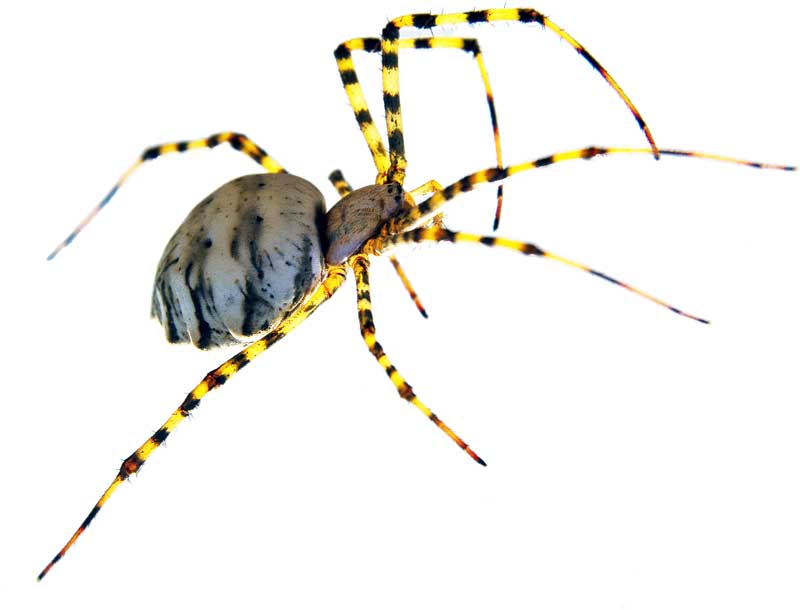 All about spiders: basics, body, behavior - Welcome Wildlife