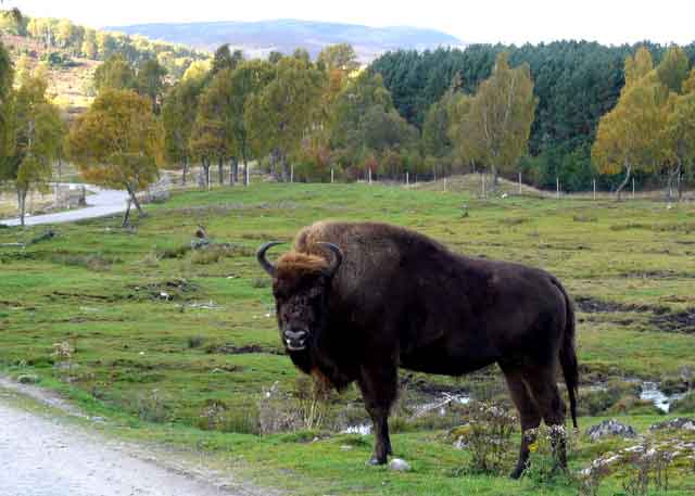 bison-near-road