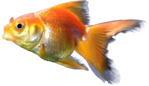 goldfish