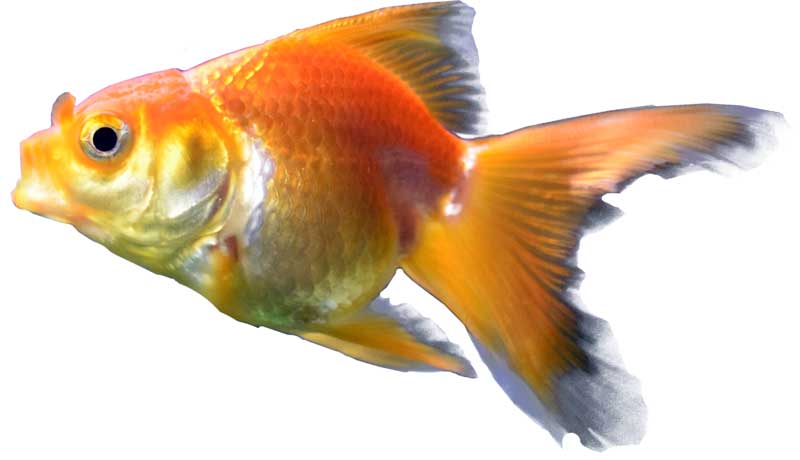 Goldfish | Habitat + Diet + Amazing Facts | - Science4Fun