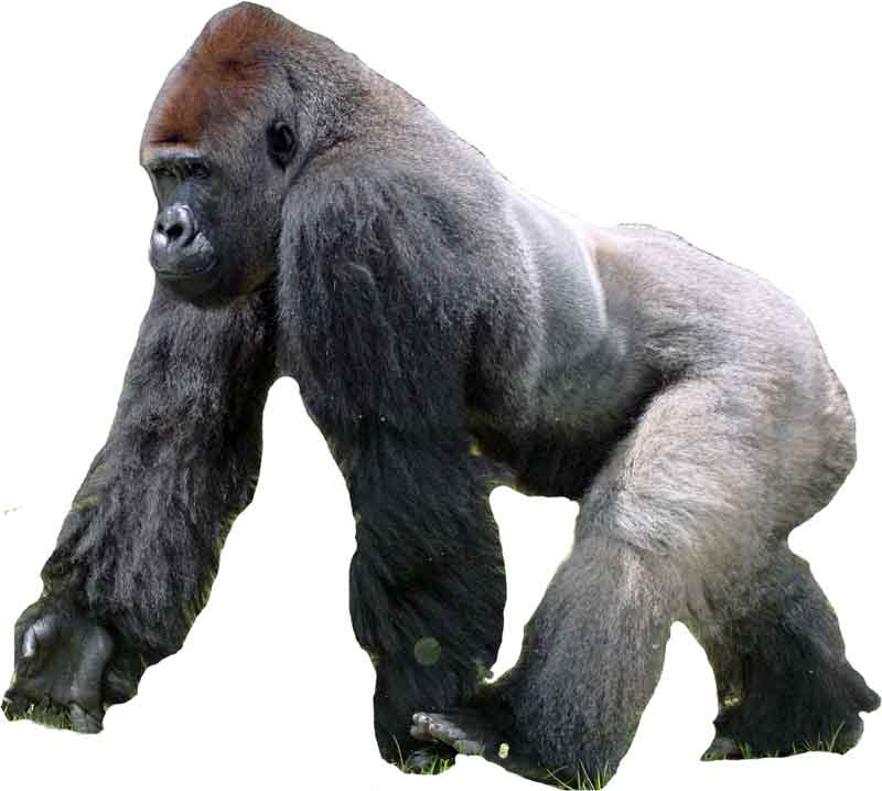 Gorilla | Lifestyle + Habitat + Facts | And More - Science4Fun