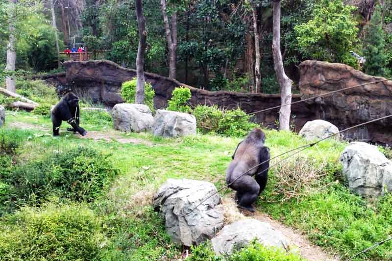 gorillas-in-zoo