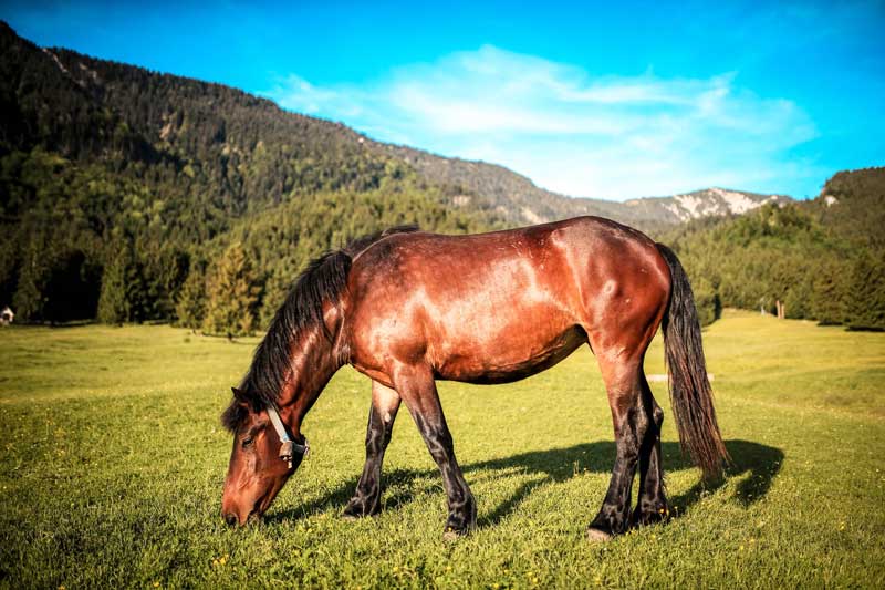 Where do horses live habitat