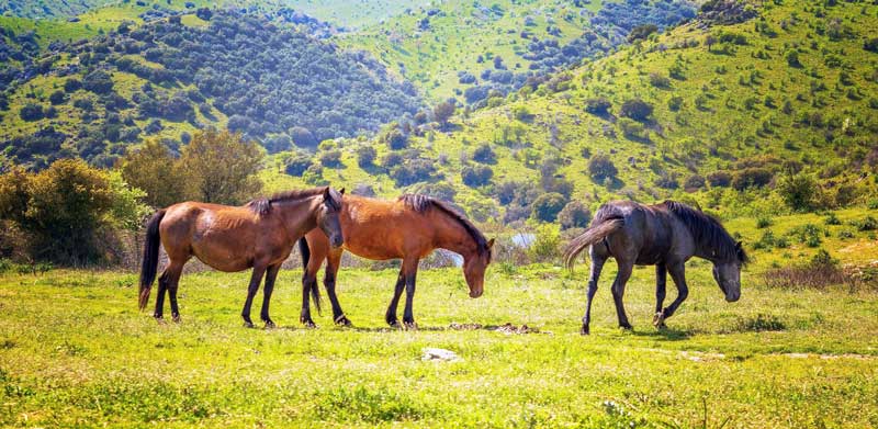 What habitat do horses live in