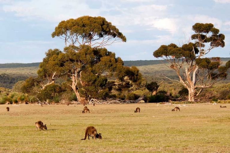 Kangaroo Facts Habitat Diet Appearance Science4Fun Kangaroo Facts Habitat Diet Appearance Science4Fun