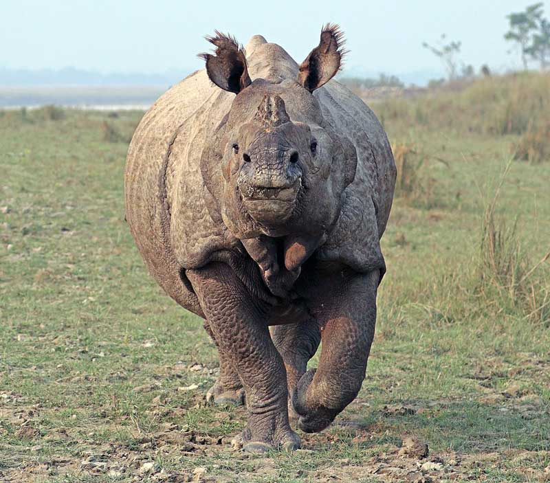 white rhinoceros social behavior