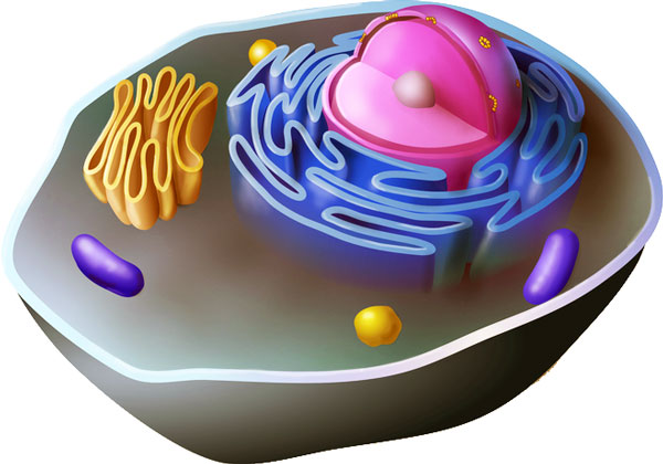 cell-anatomy