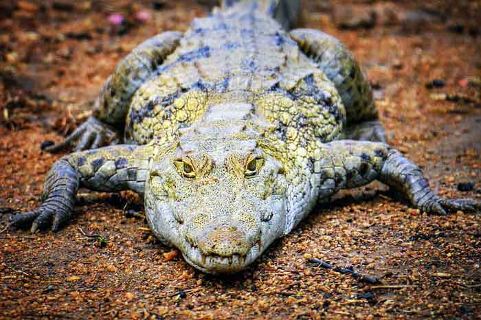 crocodile-on-the-ground
