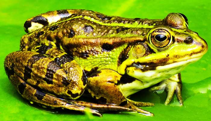 frog-on-a-leaf