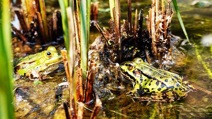 frogs-behavior