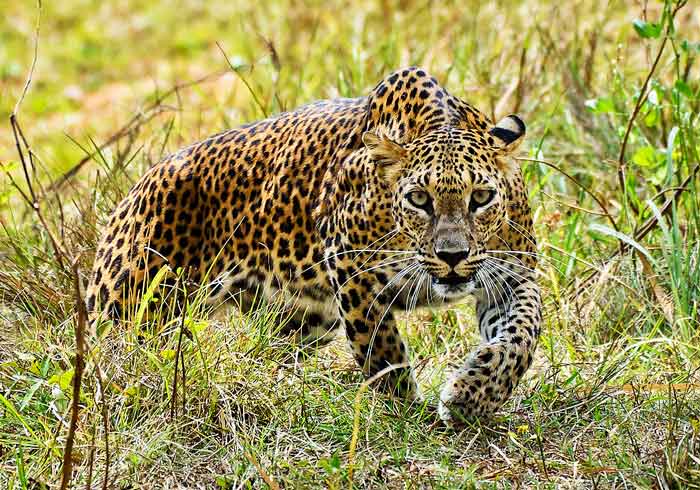 Leopard Information - interesting facts about leopards including habitat,  diet, hunting, and reproduction