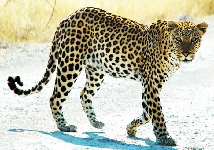 Leopard, Description, Habitat, & Facts