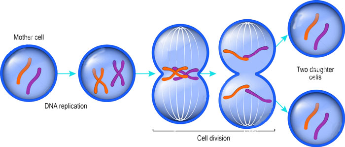 cell division cycle