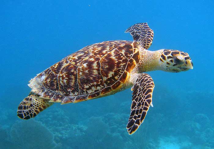 Sea Turtle Appearance Facts