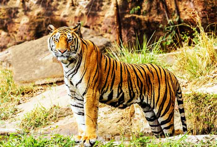 Tiger | Appearance + Diet + Habitat + Facts | - Science4Fun