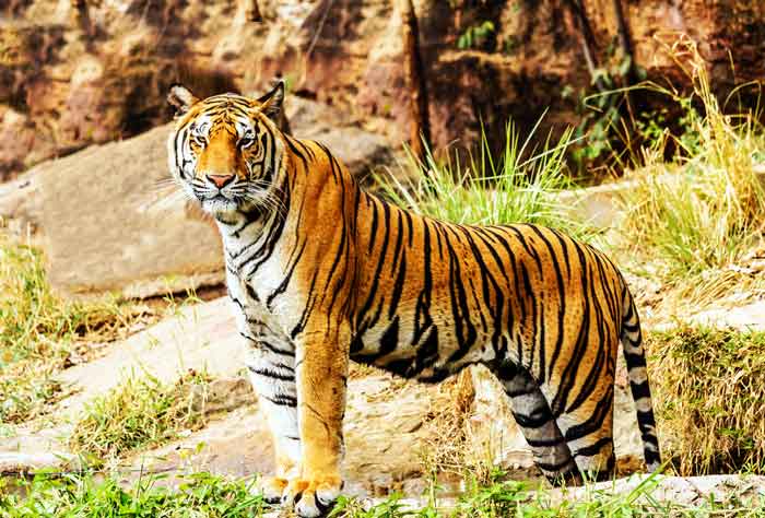 The tigers: size & characteristics