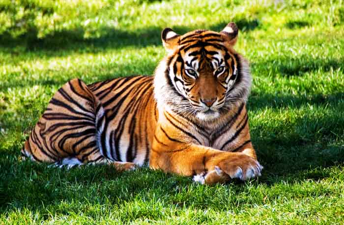 Tiger | Appearance + Diet + Habitat + Facts | - Science4Fun