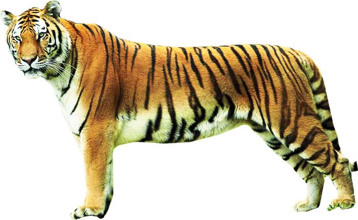 Tiger, Facts, Information, Pictures, & Habitat