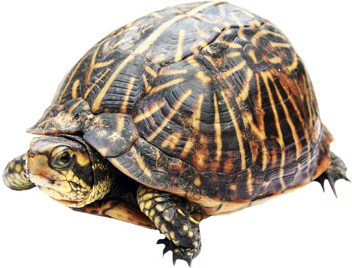Turtle | Appearance + Habitat + Diet + Facts | - Science4Fun