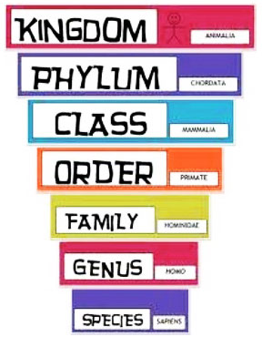 science classification of living things