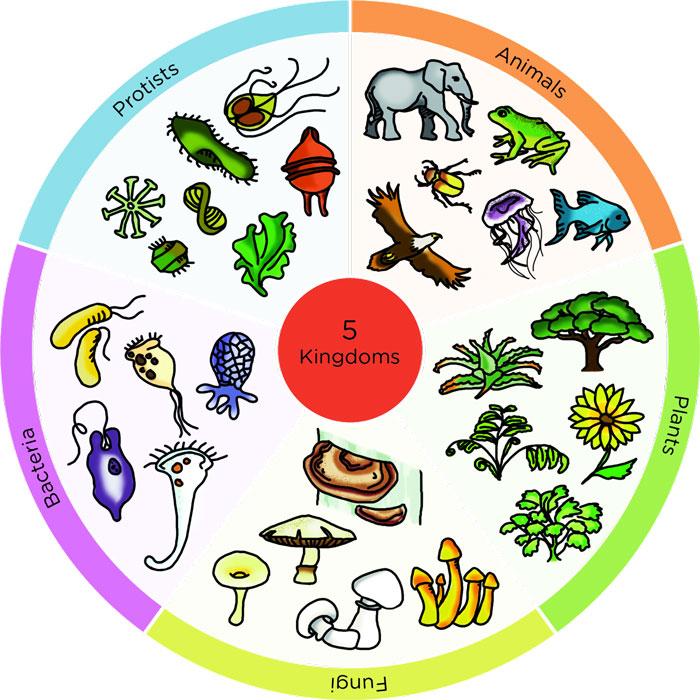 examples of bacteria kingdom