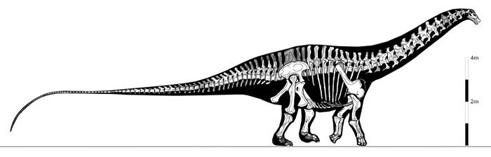 Apatosaurus-anatomy