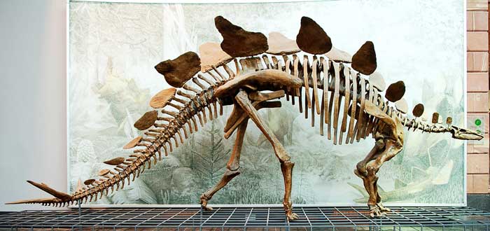 stegosaurus-skeleton-in-museum