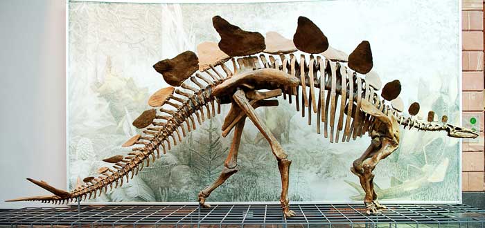 complete stegosaurus skeleton