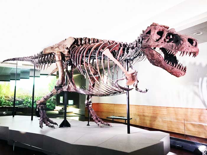 tyrannosaurus-skeleton