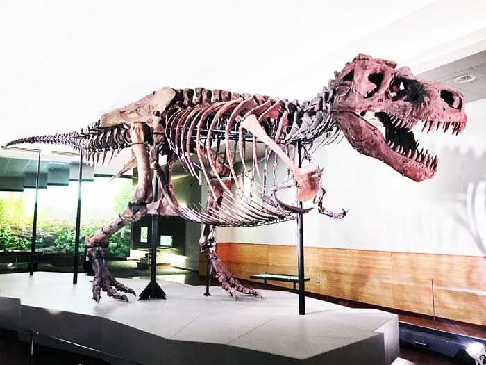 Tyrannosaurus Rex  Habitat + Lifestyle + Diet + Discovery