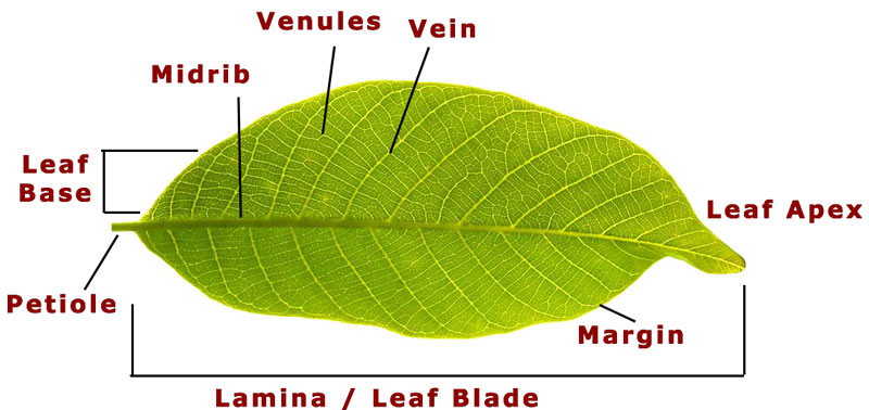 Parts of Leaf with Functions and Types • Englishan