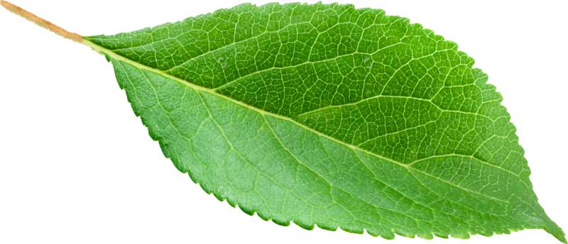 Ground Tissue Of Leaf Is Called