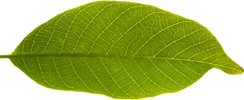 Parts of Leaf with Functions and Types • Englishan