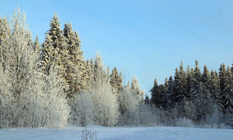 Taiga Biome Boreal Forest - Characteristics, Animal and Plant Adaptations