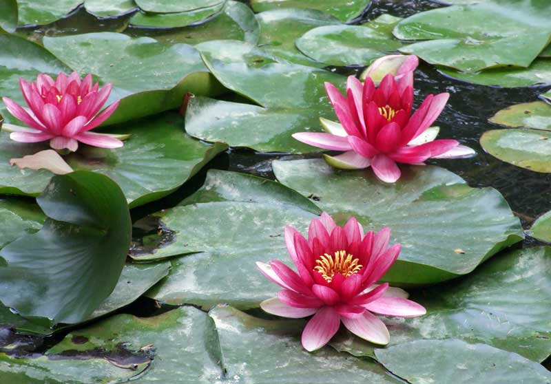 water-lily-aquatic-plant