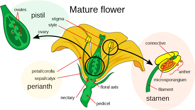 parts-of-flower