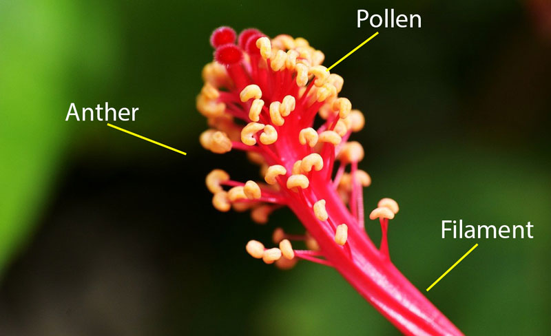 What Are Flowers Parts Facts Pollination Science4Fun