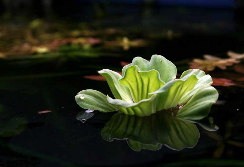 Aquatic Plants - Definition, Types, and Importance of Aquatic Plants