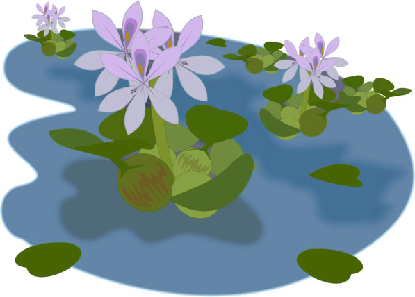 aquatic-plants
