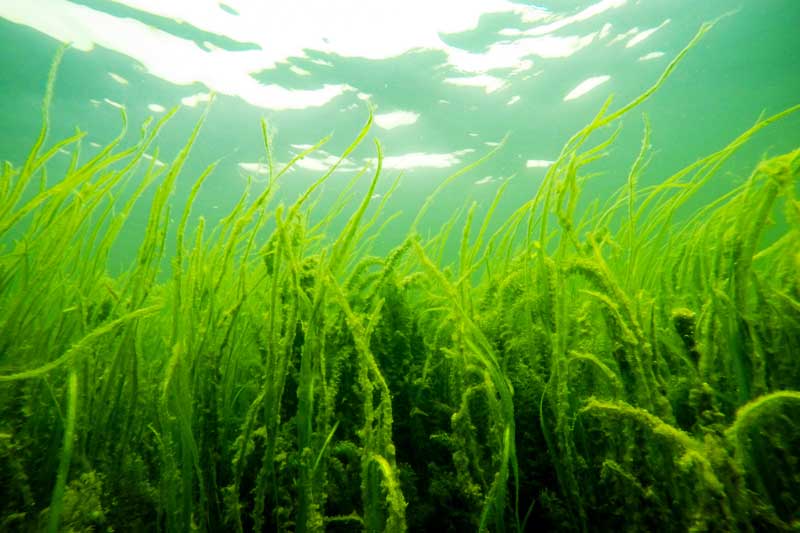 underwater river plants