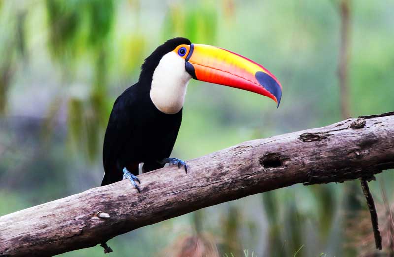 toucan-bird