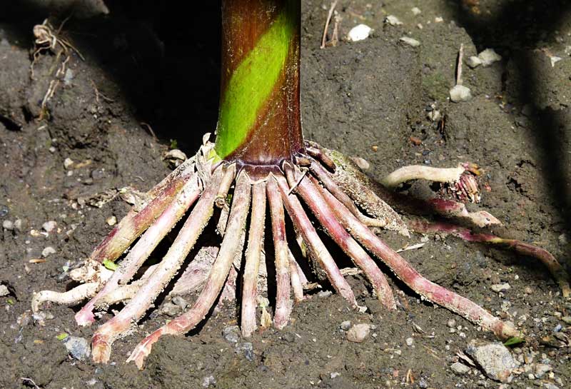 Adventitious-roots